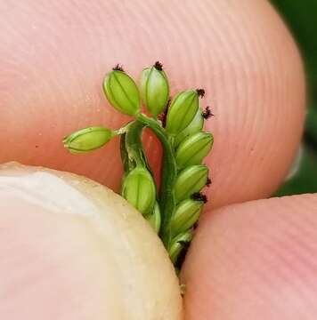 Image of Hairy-Seed Crown Grass