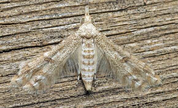 Image of Cenoloba obliteralis Walker 1864