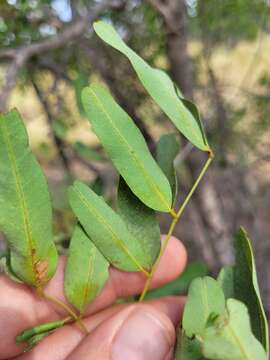 Sivun Cassia brewsteri F. Muell. kuva