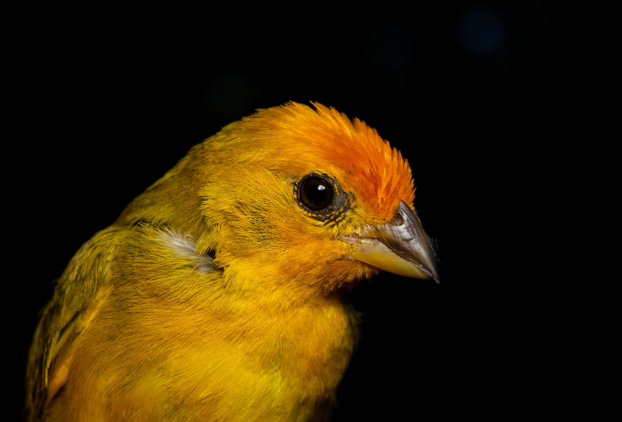 Image of Sicalis flaveola brasiliensis (Gmelin & JF 1789)