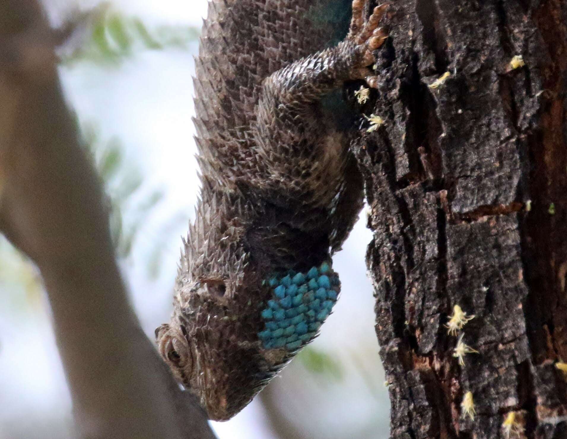 Image of Clark's Spiny Lizard