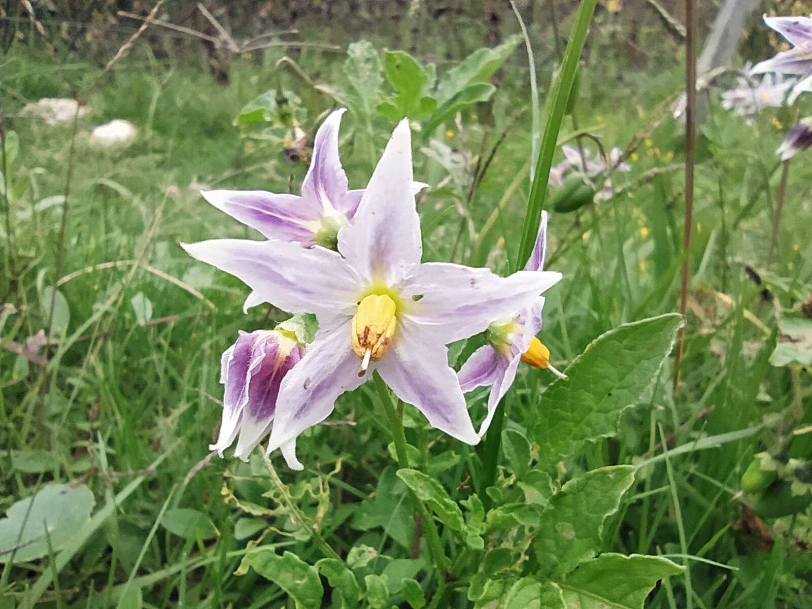 Image of Commerson's nightshade