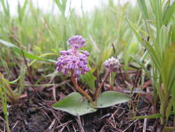 Слика од Ledebouria sandersonii (Baker) S. Venter & T. J. Edwards