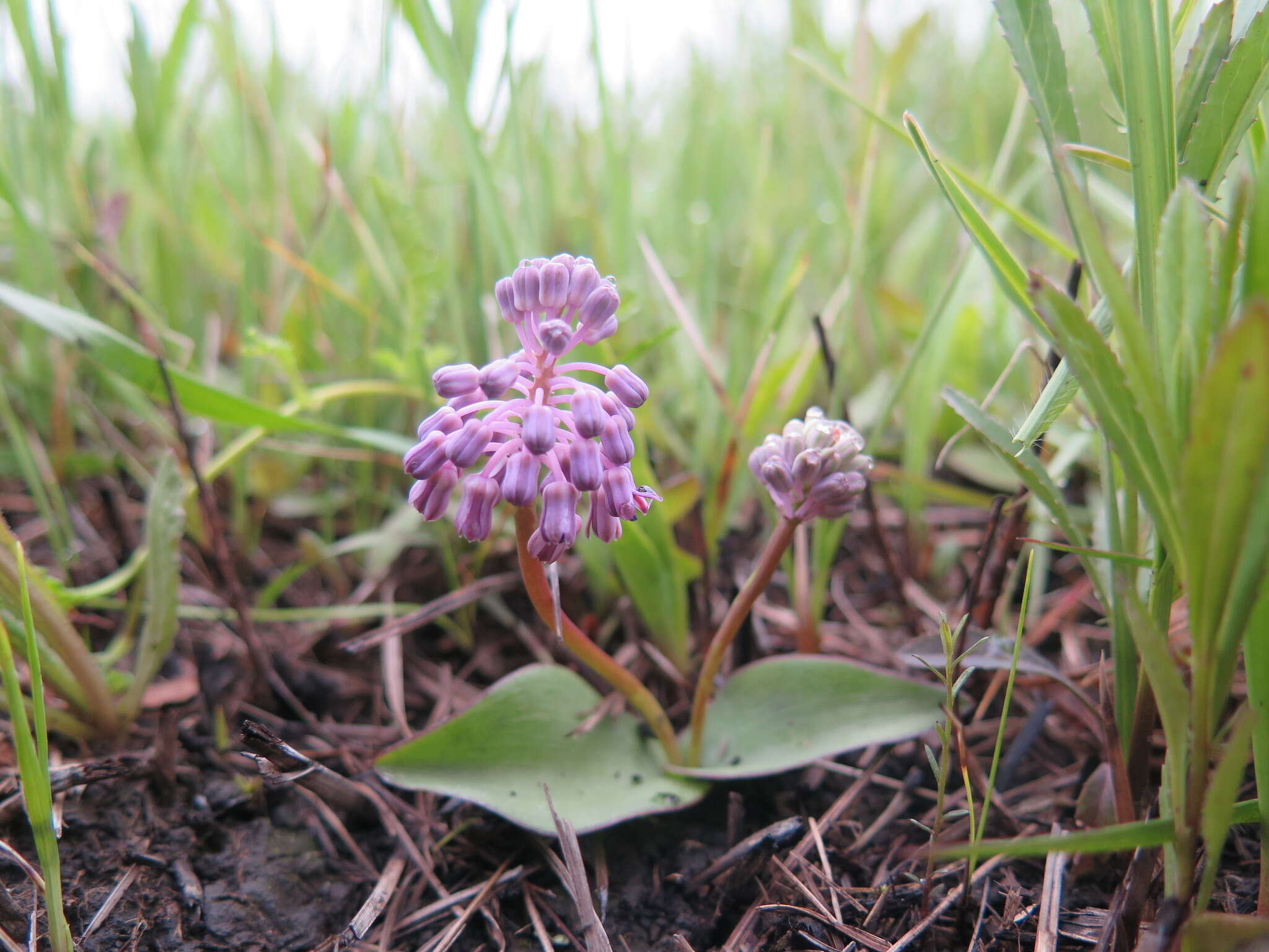 Слика од Ledebouria sandersonii (Baker) S. Venter & T. J. Edwards