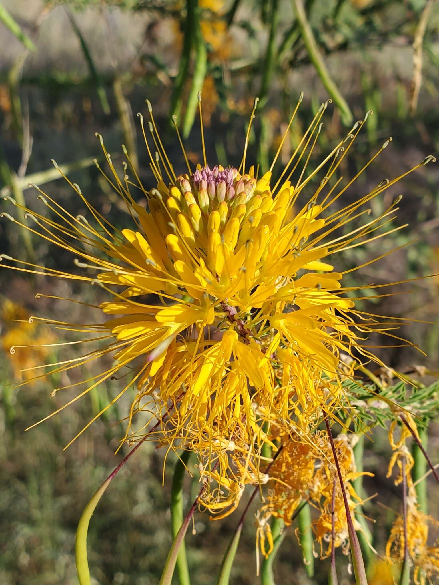 Image of Jones' Beeplant