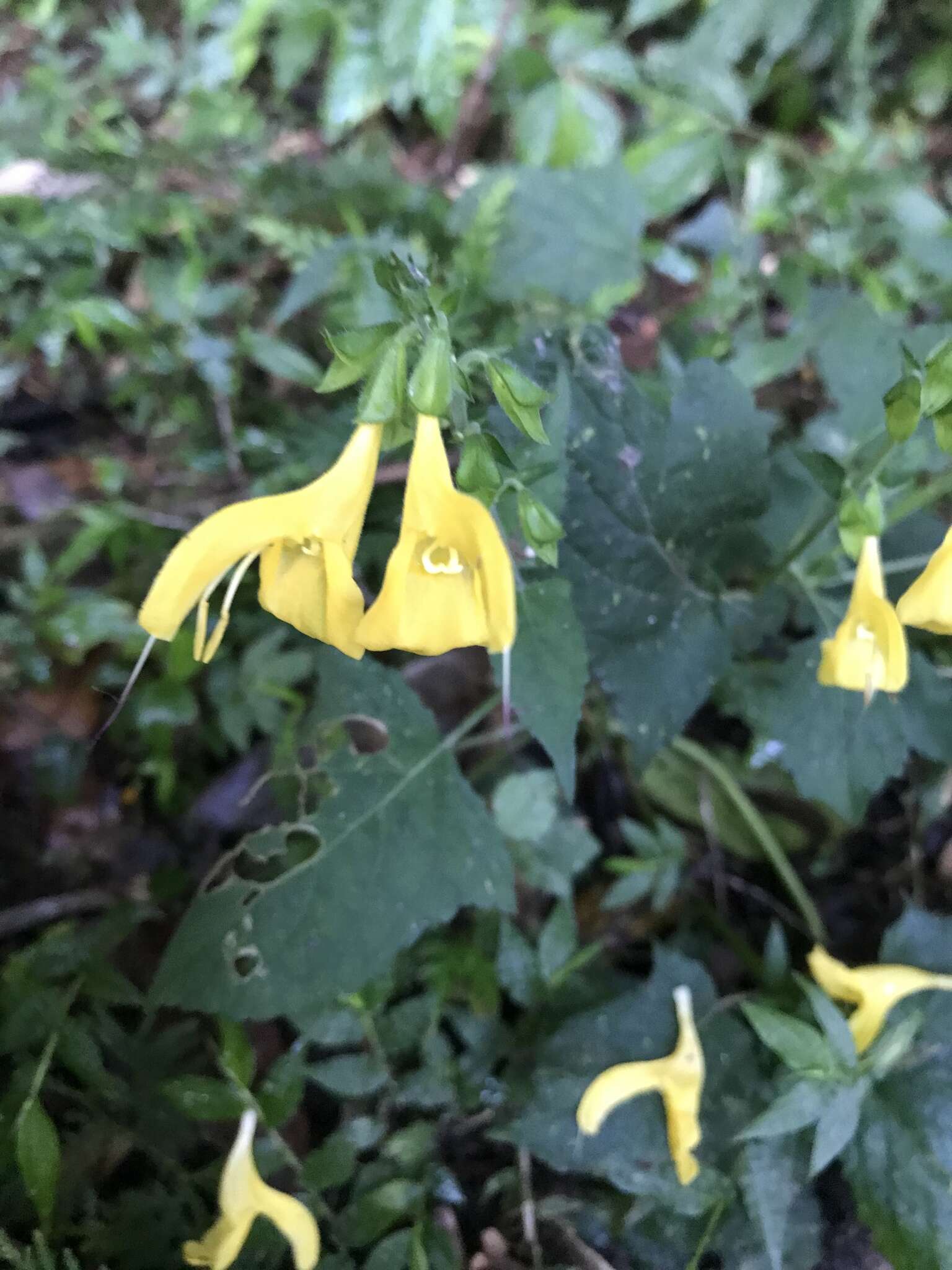 Image of Salvia japonica var. formosana Murata