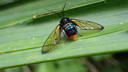 Image of Gymnelia guapila Schaus 1911