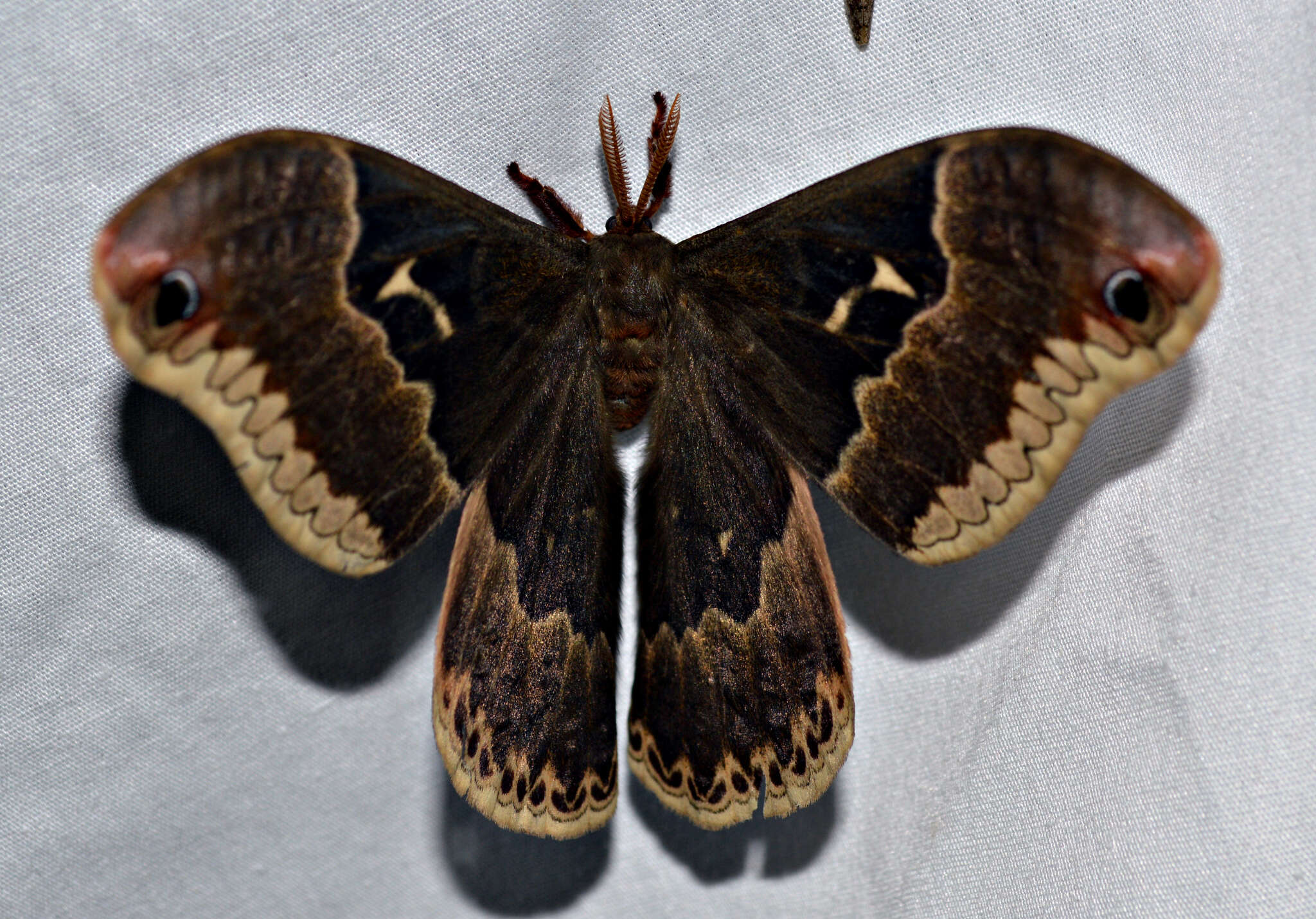 Image of Tulip-tree Silkmoth