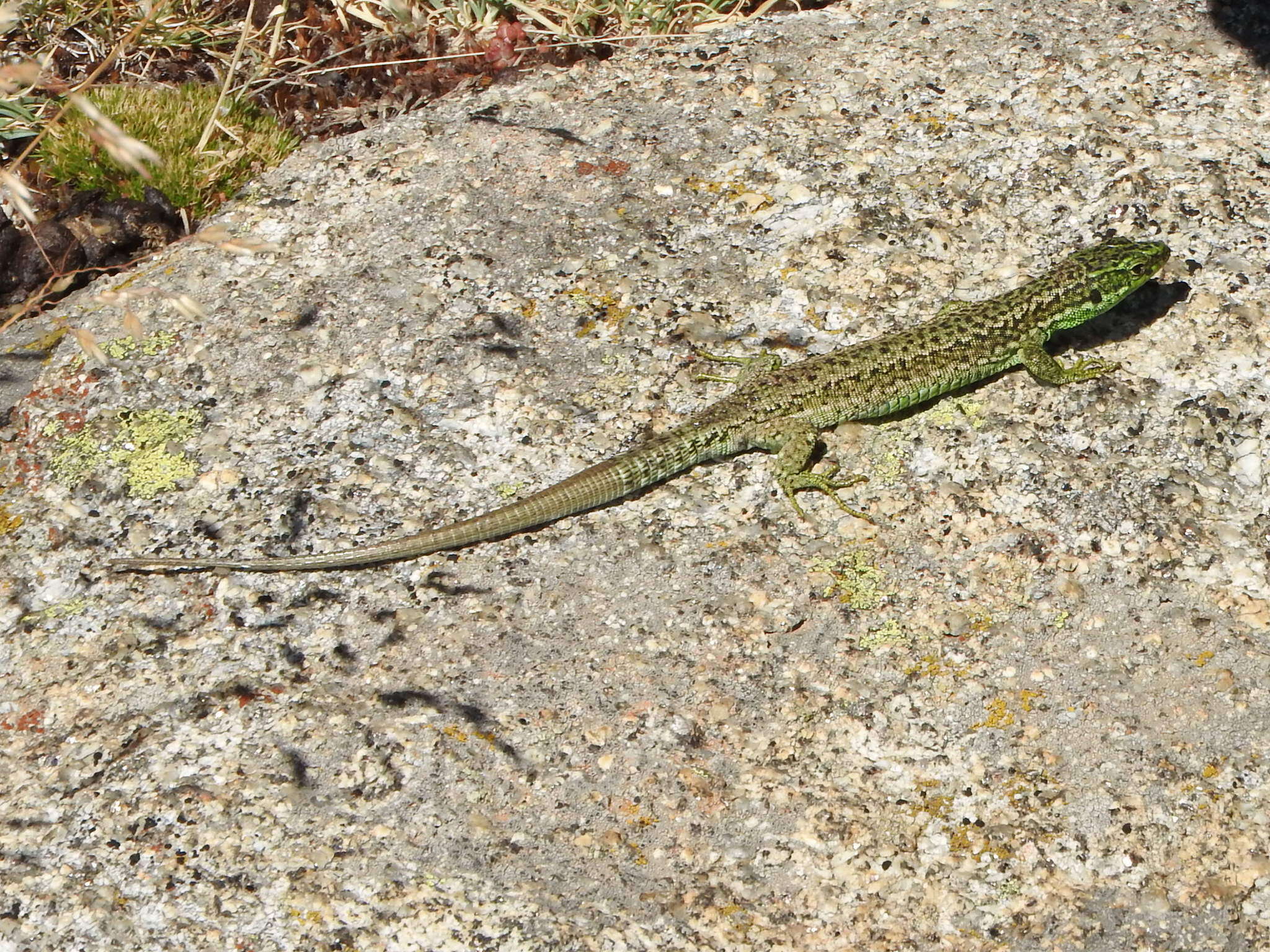 Image of Carpetane rock lizard