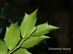 Imagem de Ilex bioritsensis Hayata