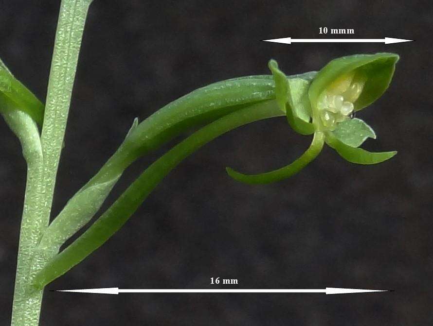 Image de Habenaria arenaria Lindl.