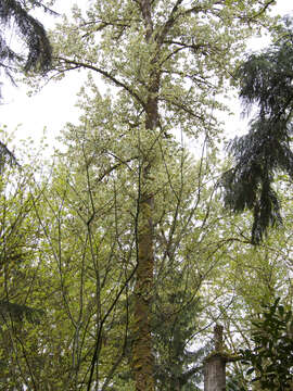 Image of Populus trichocarpa Torr. & A. Gray ex Hook.