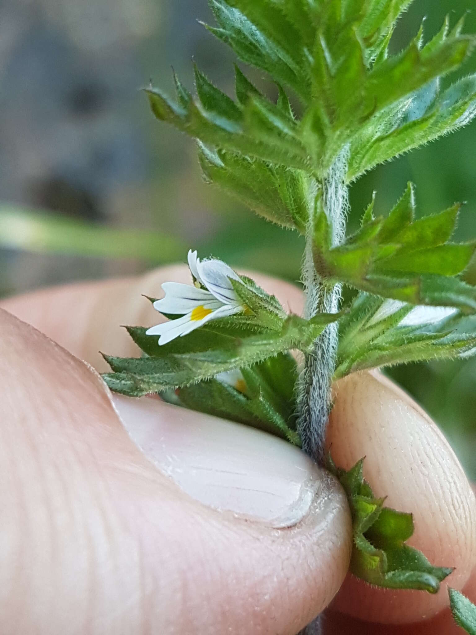 Image of Hudson Bay eyebright