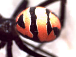 Plancia ëd Latrodectus curacaviensis (Müller 1776)