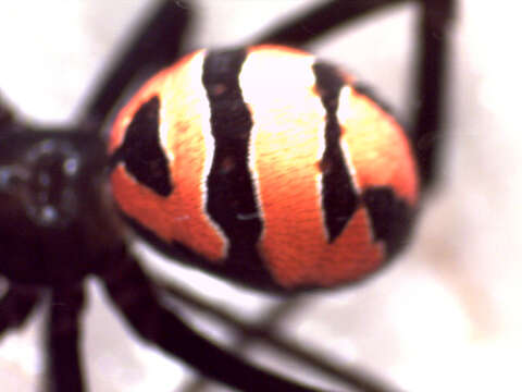 Latrodectus curacaviensis (Müller 1776)的圖片