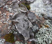 Image of Nylander's navel lichen