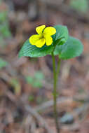 Image de Viola acutifolia (Kar. & Kir.) W. Beck.