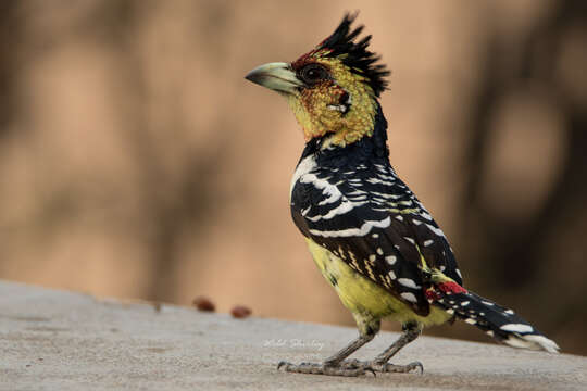 Image of Crested Barbet