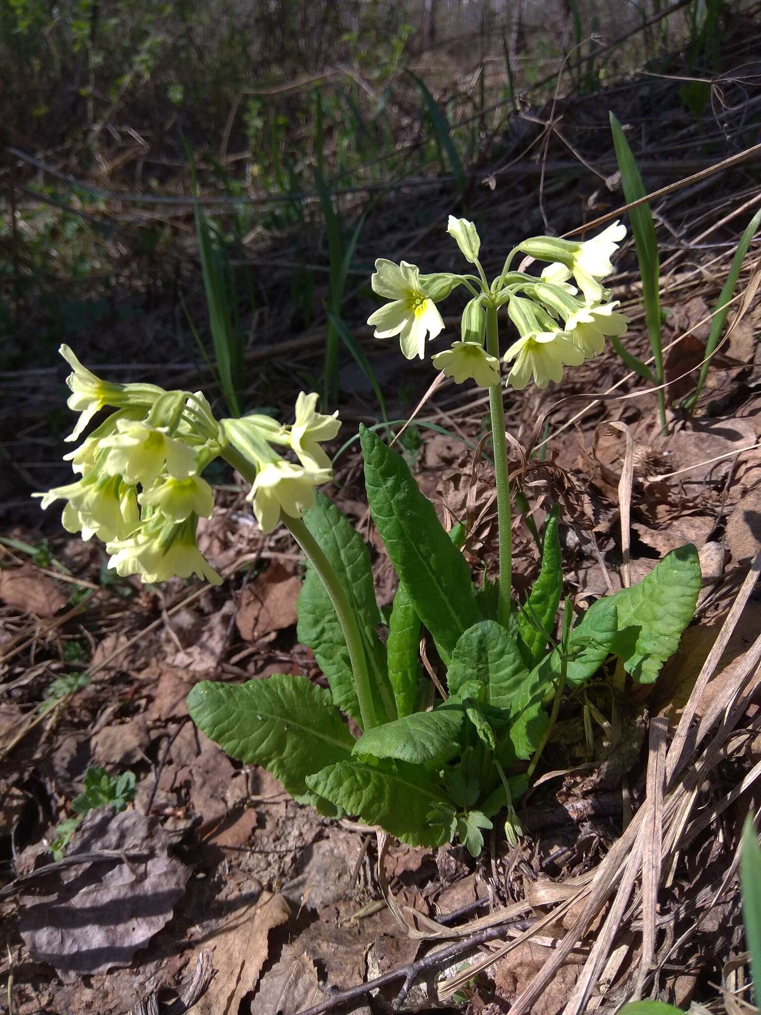 Image of Primula elatior subsp. pallasii (Lehm.) W. W. Sm. & Forrest