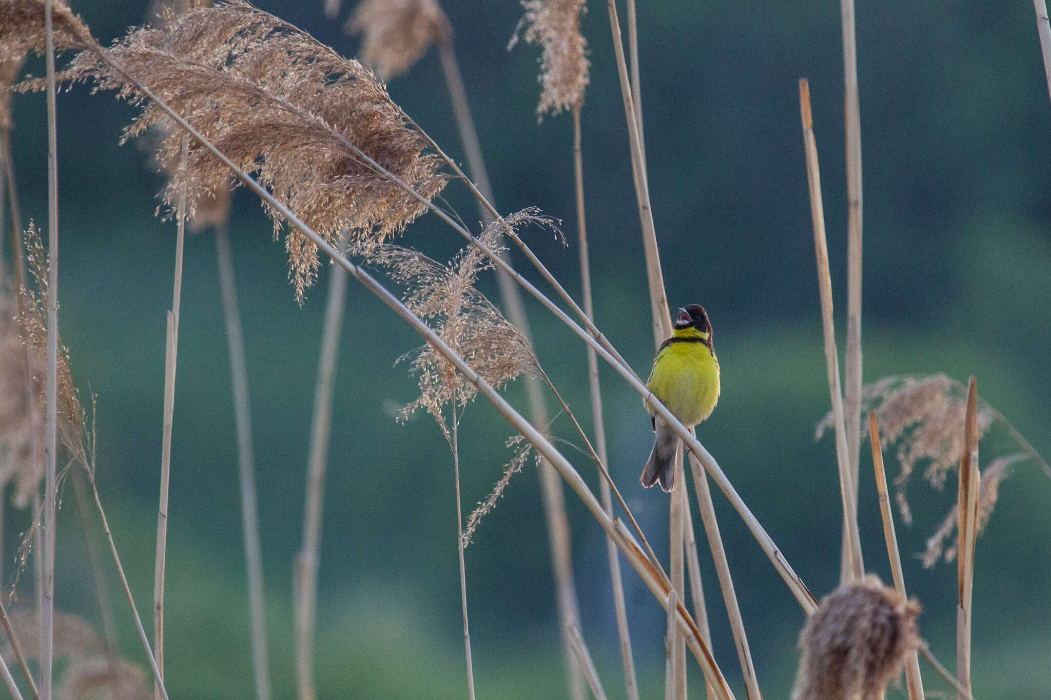 Image of Yellow-breasted Bunting