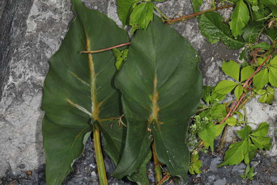 Image of Uromyces caladii (Schwein.) Farl. 1879