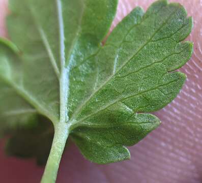 Image of shinyleaf currant