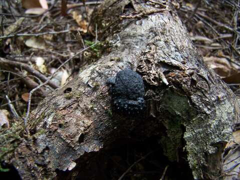 Imagem de Annulohypoxylon hians (Berk. & Cooke) Y. M. Ju, J. D. Rogers & H. M. Hsieh 2005