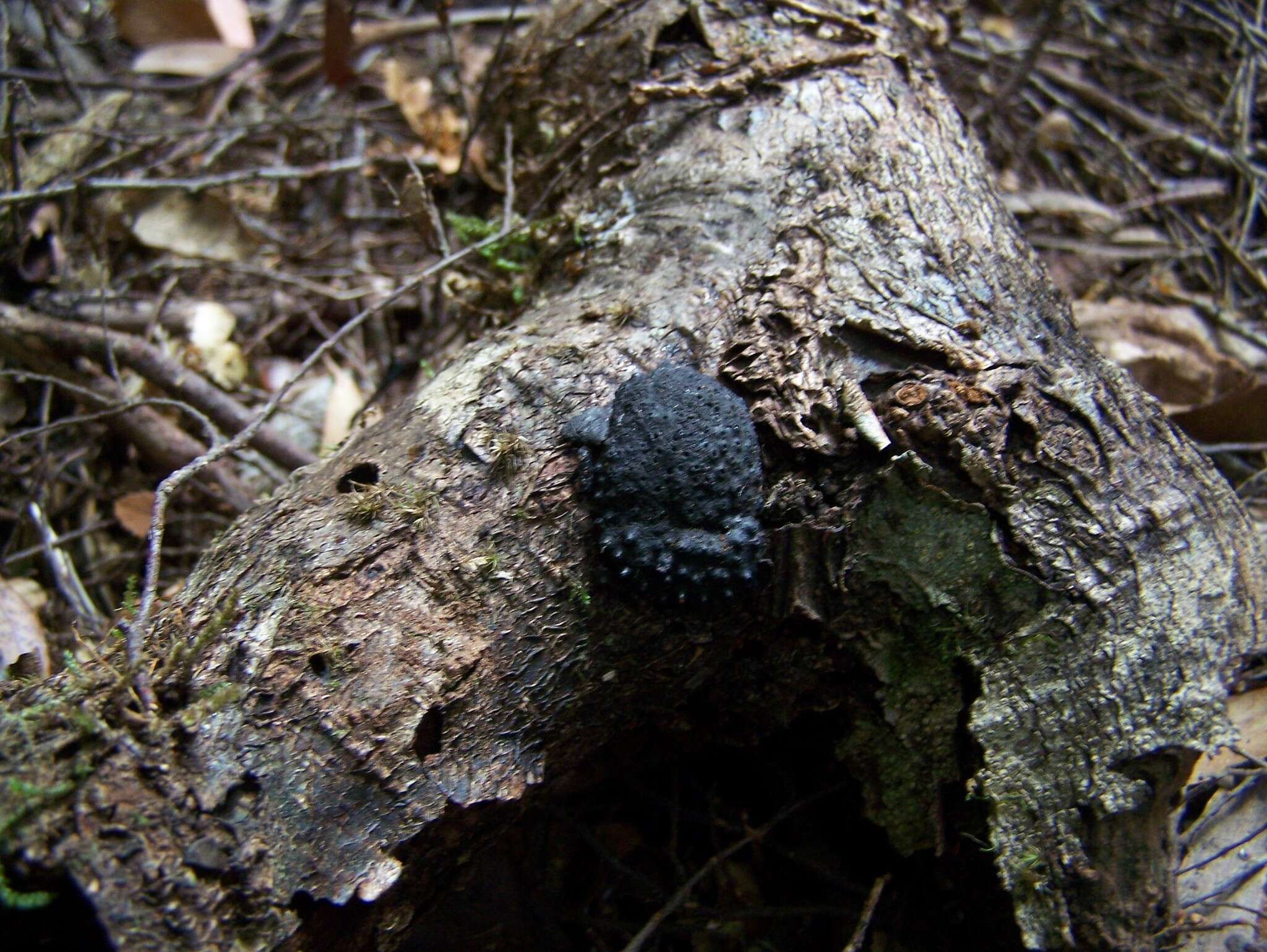 Annulohypoxylon hians (Berk. & Cooke) Y. M. Ju, J. D. Rogers & H. M. Hsieh 2005 resmi