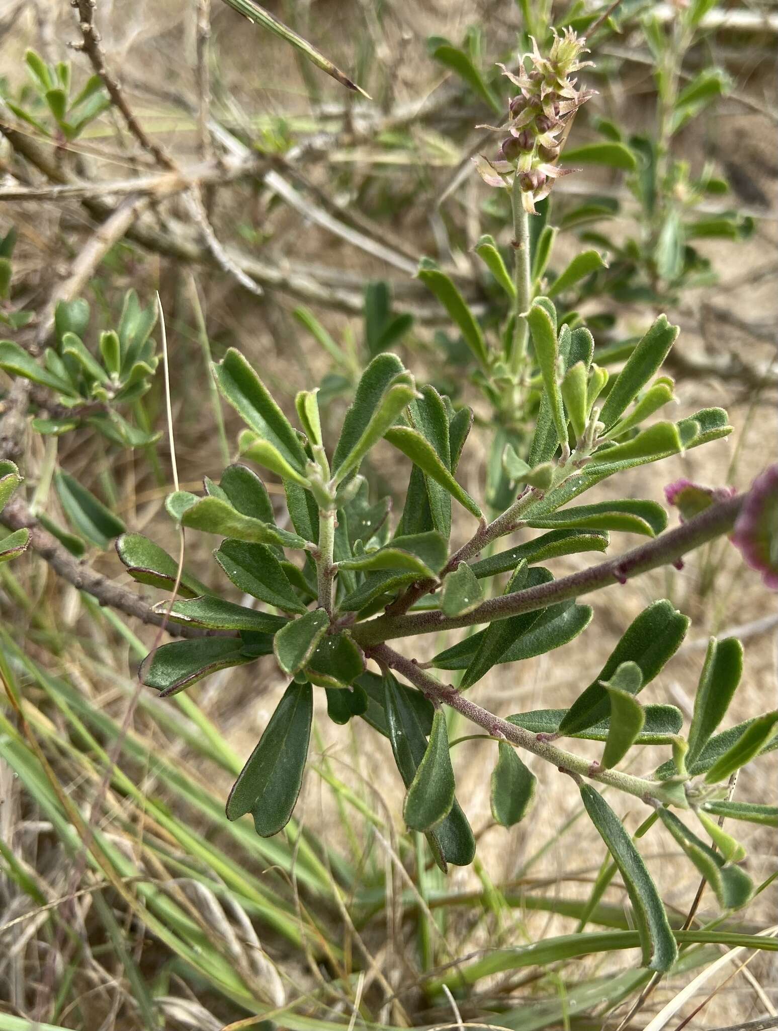 Image of Monnina cuneata A. St.-Hil.