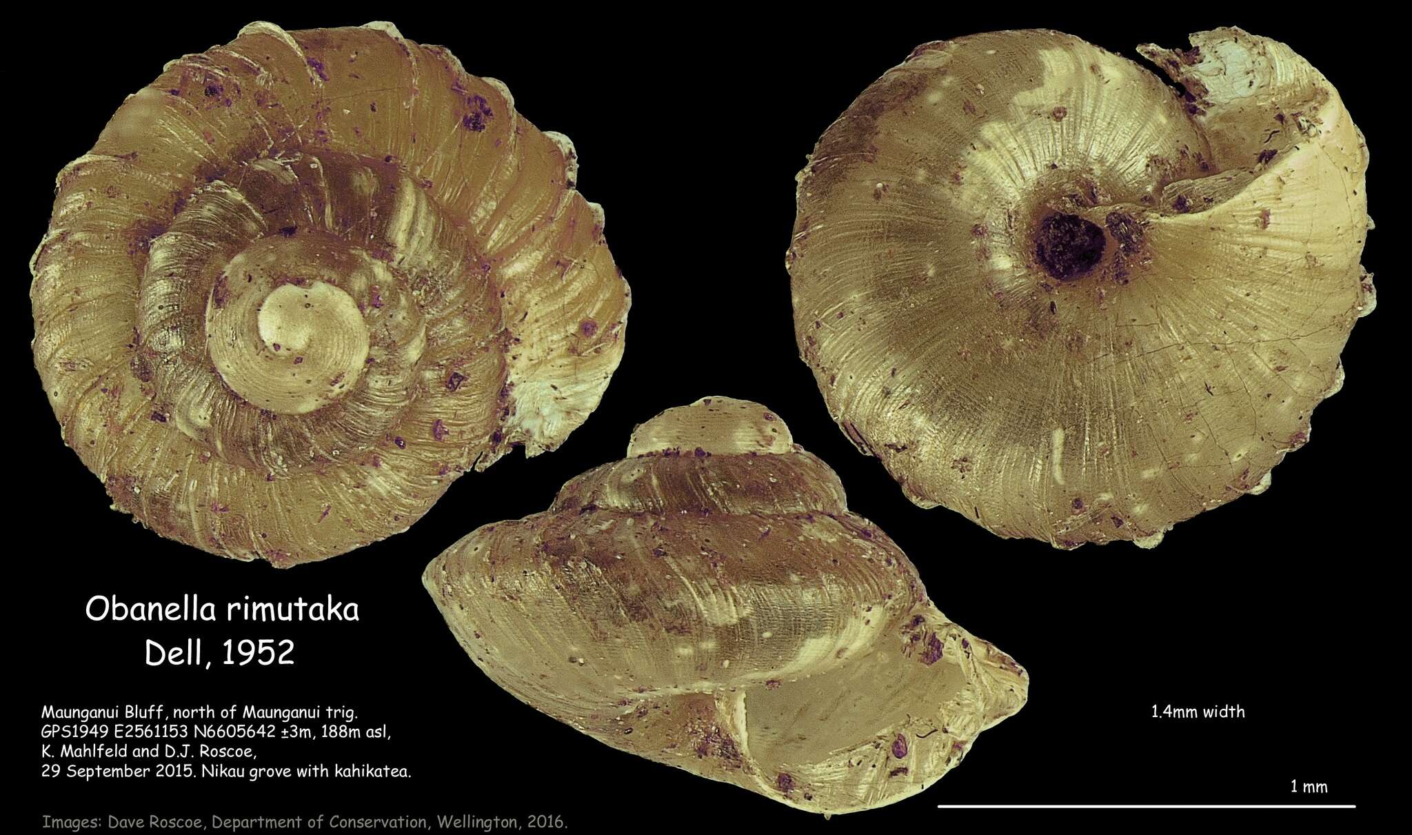 Image of Obanella rimutaka Dell 1952