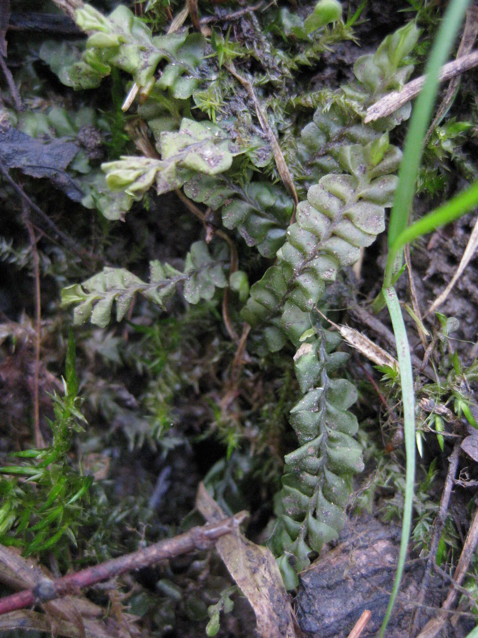 Imagem de Plagiochila asplenioides (L.) Dumort.