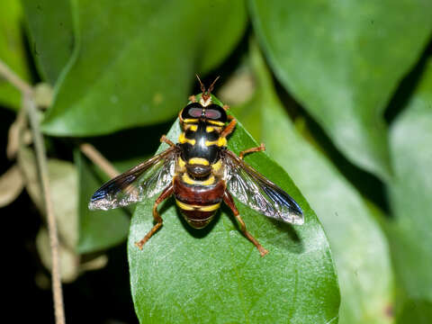 صورة Meromacrus ruficrus (Wiedemann 1830)