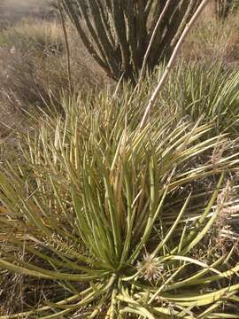 Image of Schott's century plant