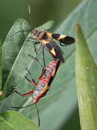 صورة Oncopeltus (Erythrischius) unifasciatellus Slater & J. A. 1964