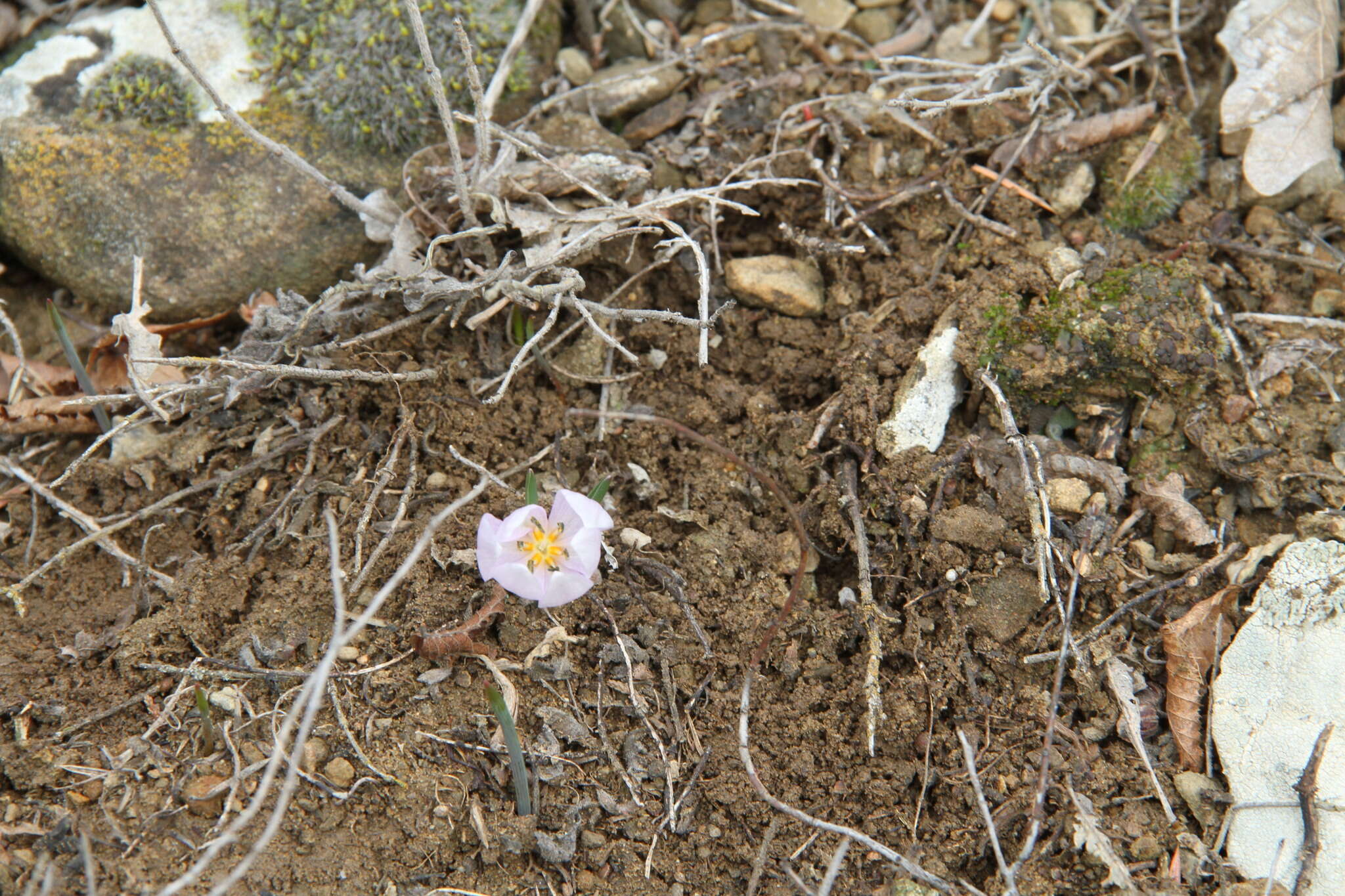 Image de Colchicum triphyllum Kunze