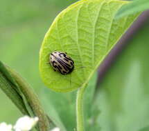 Image of Zygogramma bicolorata