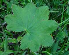 Image of smooth lady's mantle