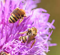 Image of Halictus scabiosae (Rossi 1790)