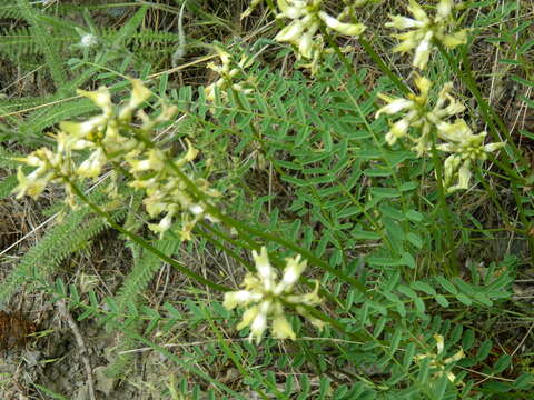 Image of Sheldon's milkvetch