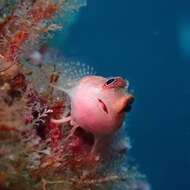 Image of Cunningham&#39;s triplefin