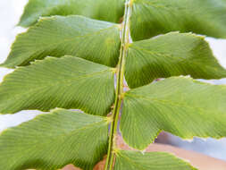 Plancia ëd Polystichum nepalense (Spreng.) C. Chr.