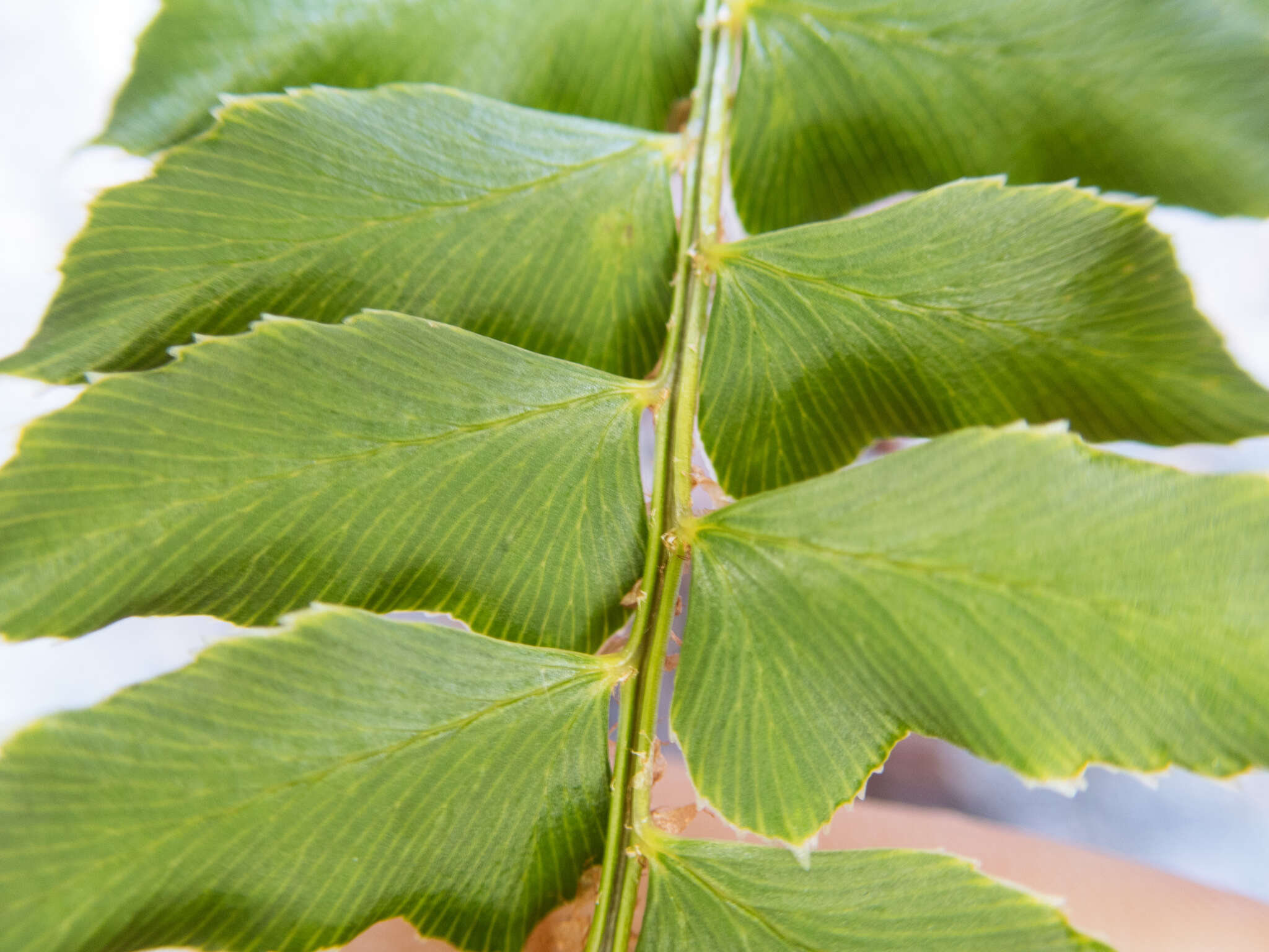 Imagem de Polystichum nepalense (Spreng.) C. Chr.