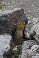 Image of Arctic ground squirrel