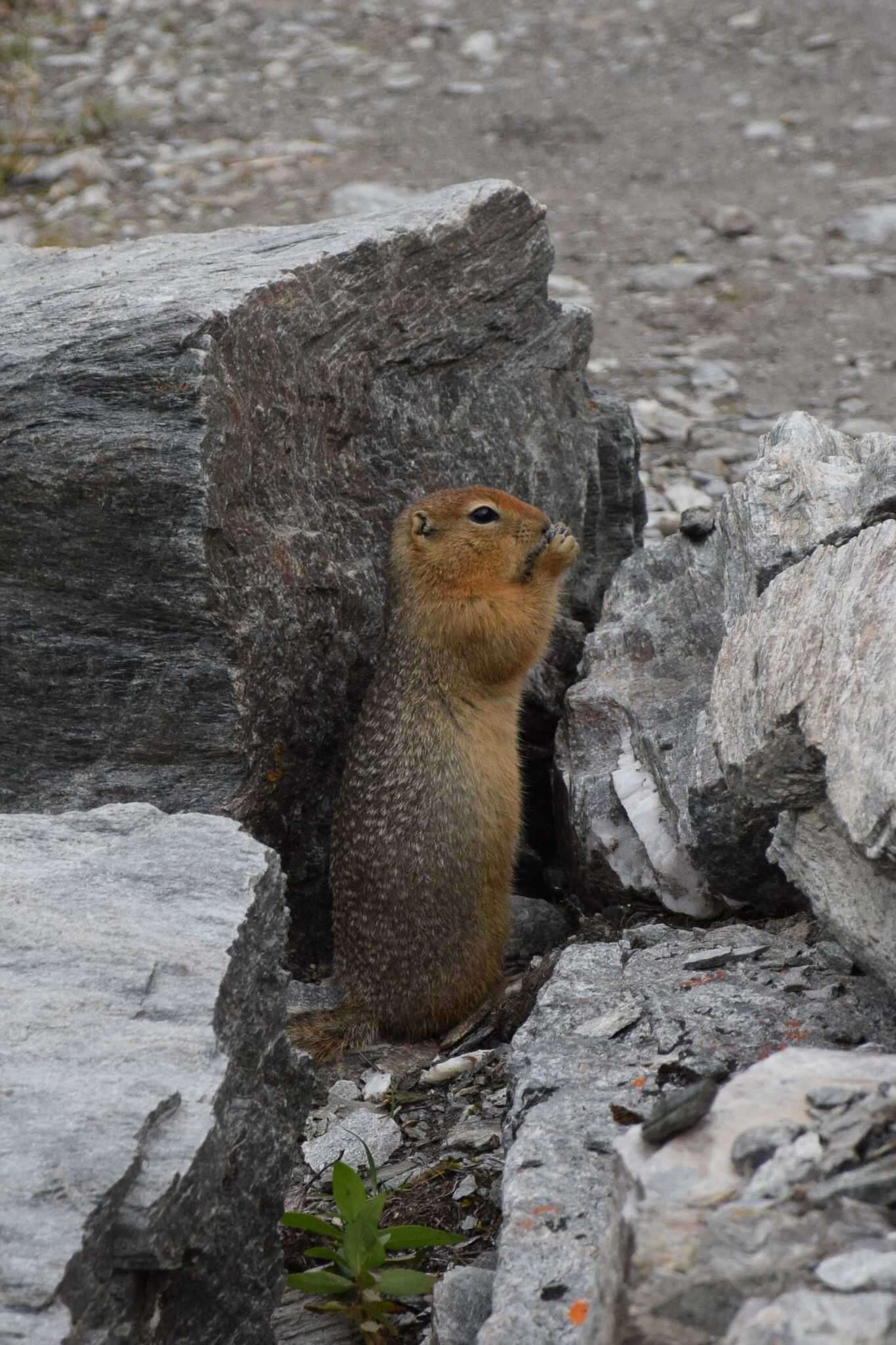 Image of Arctic ground squirrel