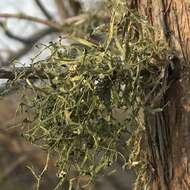 Imagem de Ramalina stenospora Müll. Arg.