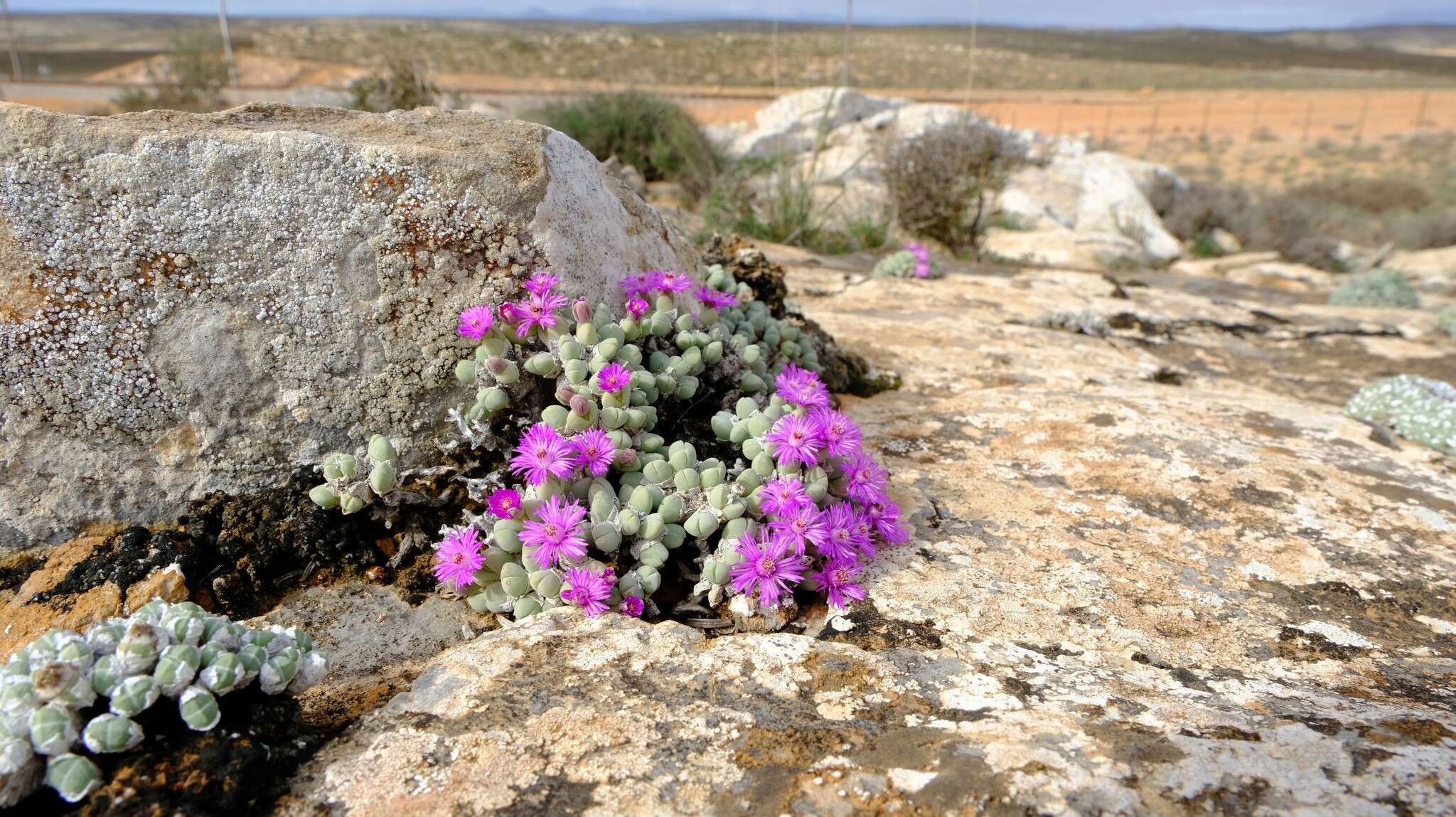 Image of Antimima turneriana (L. Bol.) H. E. K. Hartmann