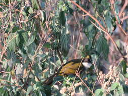 Image of Green-striped Brush Finch