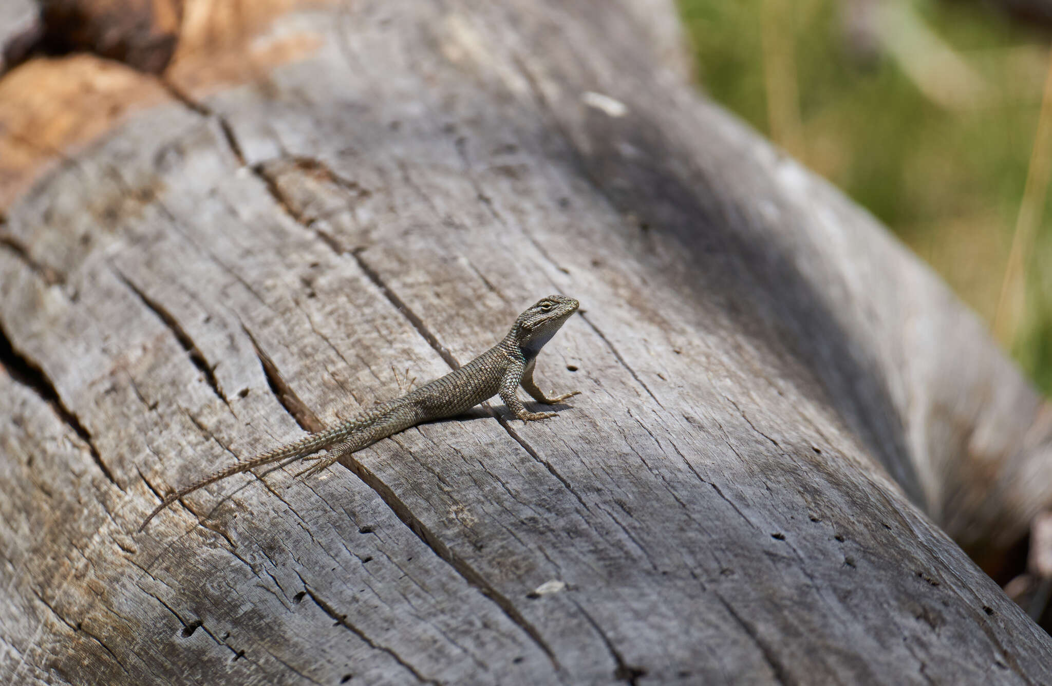 Sceloporus jarrovii jarrovii Cope 1875的圖片