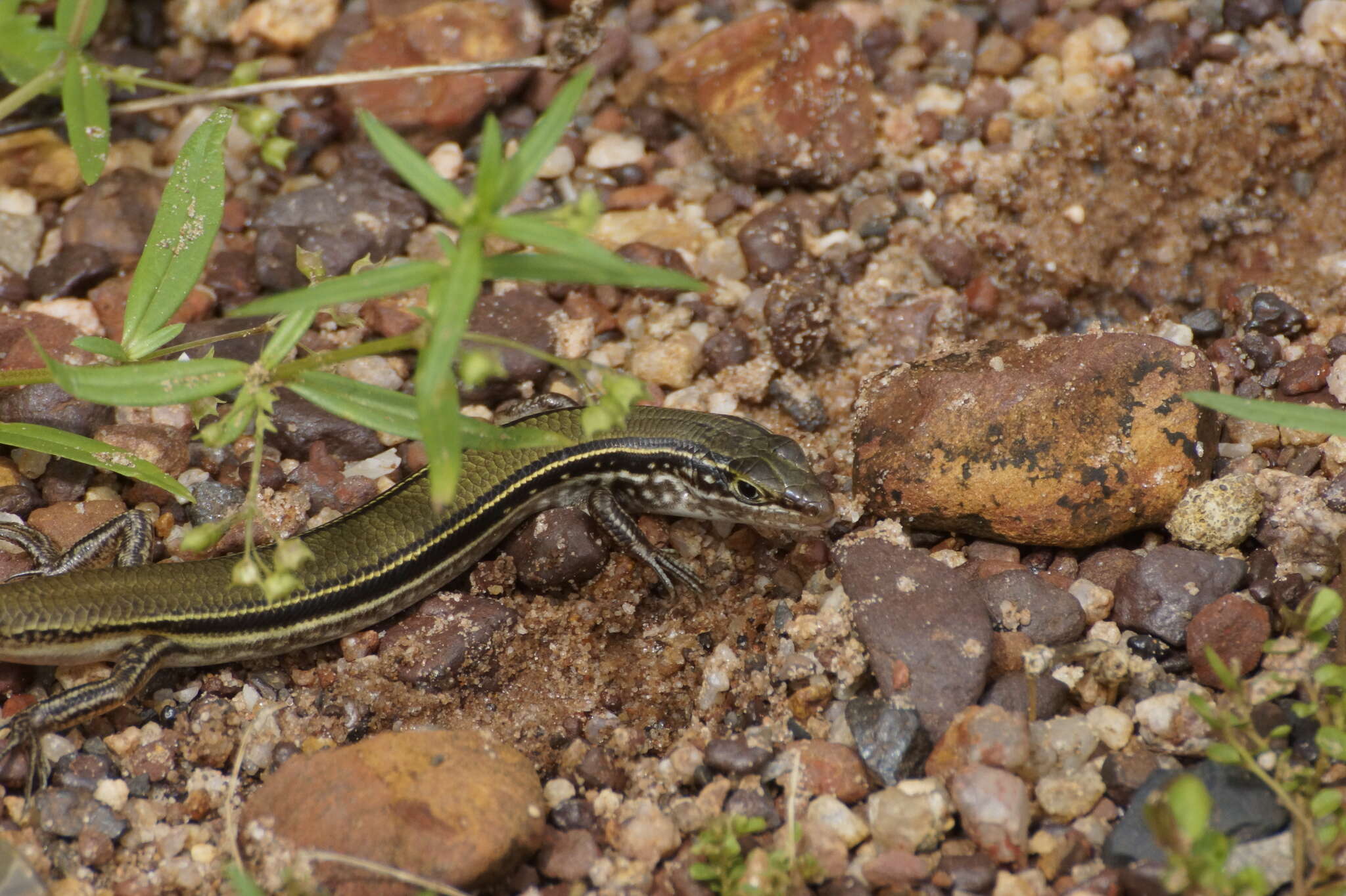 Image of Lowlands Plain-backed Ctenotus