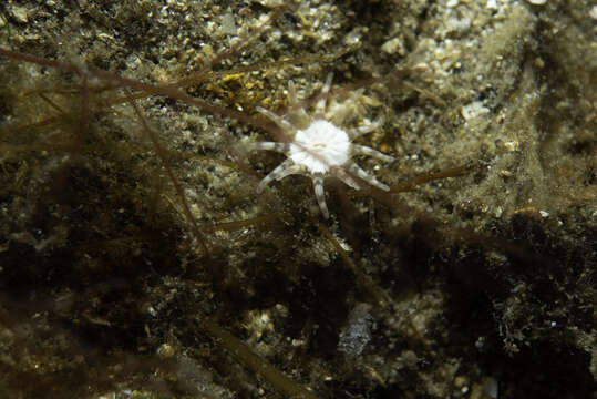 Image of Halcampa chrysanthellum (Peach ex Johnston 1847)